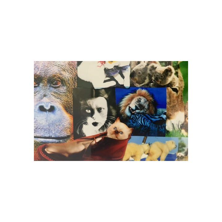 PHOTOGRAPHE  PEINTRE GASTON XHARDEZ 1924-1996 PHOTOGRAPHIE ARGEN