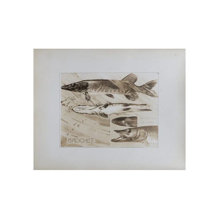 Albert Dubout Club Taurin Nimois Estampe Grand Format - SHOP.TKF
