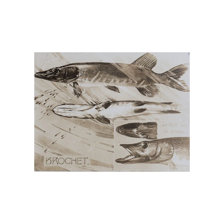 Albert Dubout Club Taurin Nimois Estampe Grand Format - SHOP.TKF