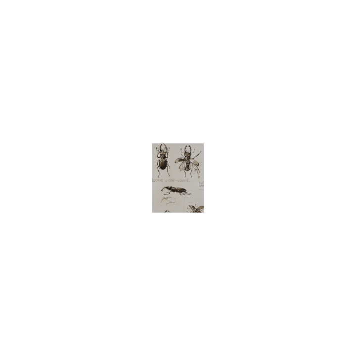 Jean-Michel Basquiat Untitled Skull 1981 - SHOP.TKF54.fr