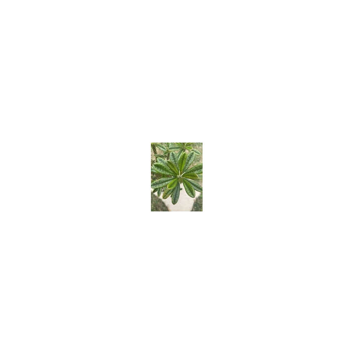 NOUVELLE ANNONCE18614-80  66 X 12 Automatic Retractable Garden H