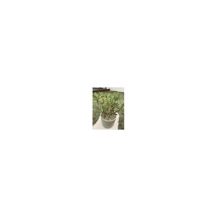 NOUVELLE ANNONCE18614-80  66 X 12 Automatic Retractable Garden H