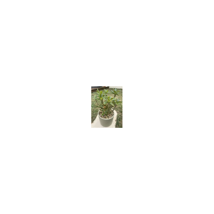 NOUVELLE ANNONCE18614-80  66 X 12 Automatic Retractable Garden H