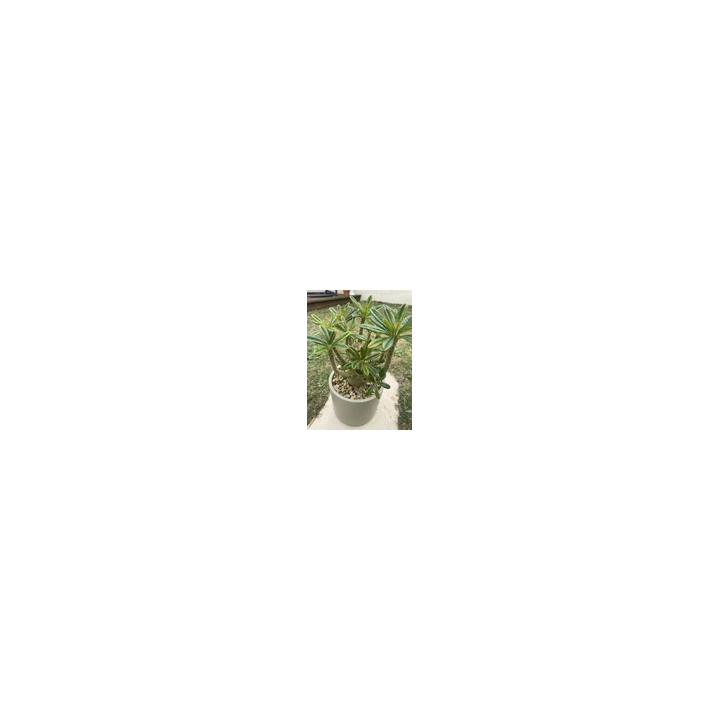 NOUVELLE ANNONCE18614-80  66 X 12 Automatic Retractable Garden H